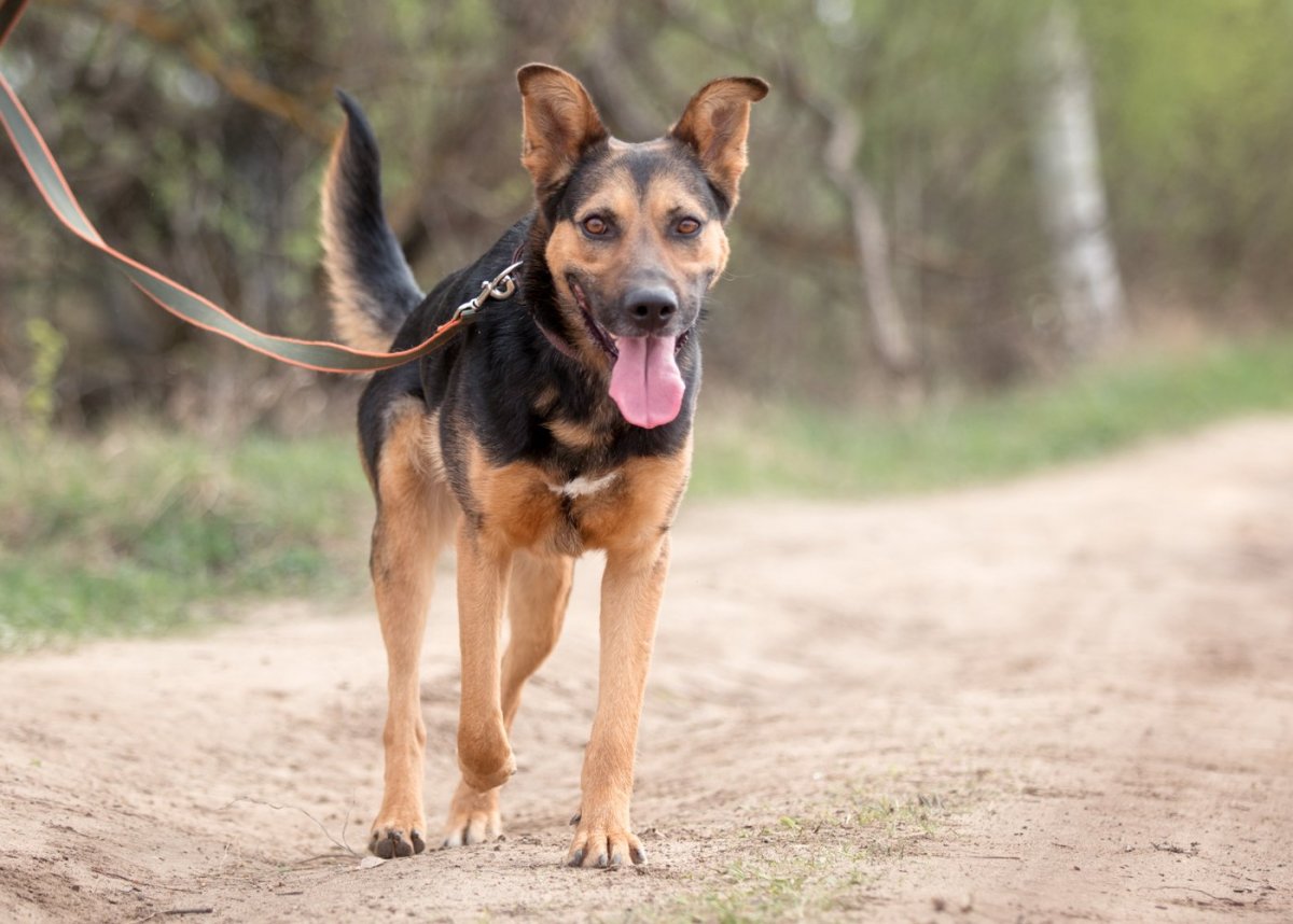 Малинуа метис Стаффорд