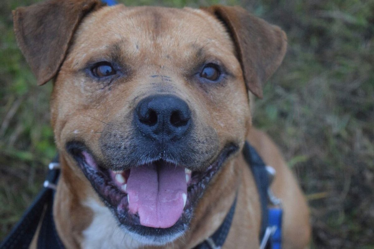 Смесь стаффа и питбуля