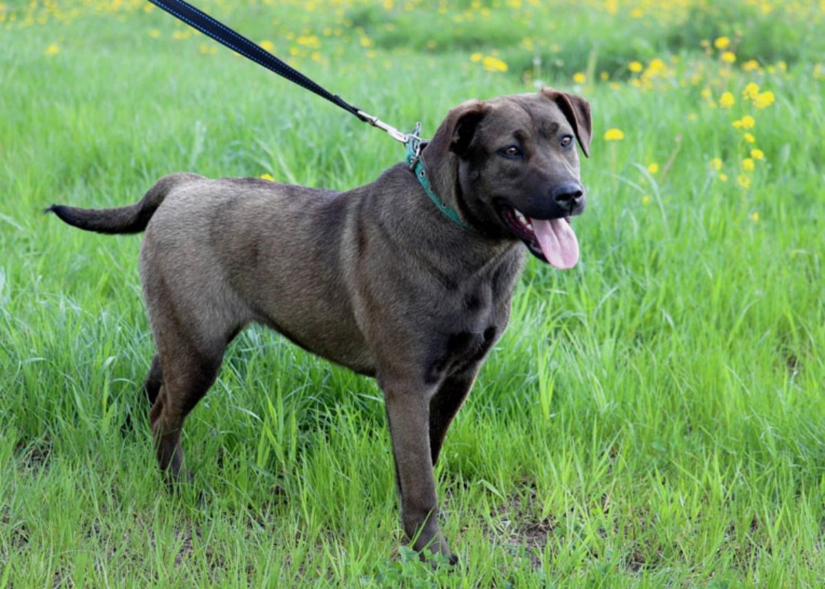 Метис стаффордширского терьера и лабрадора