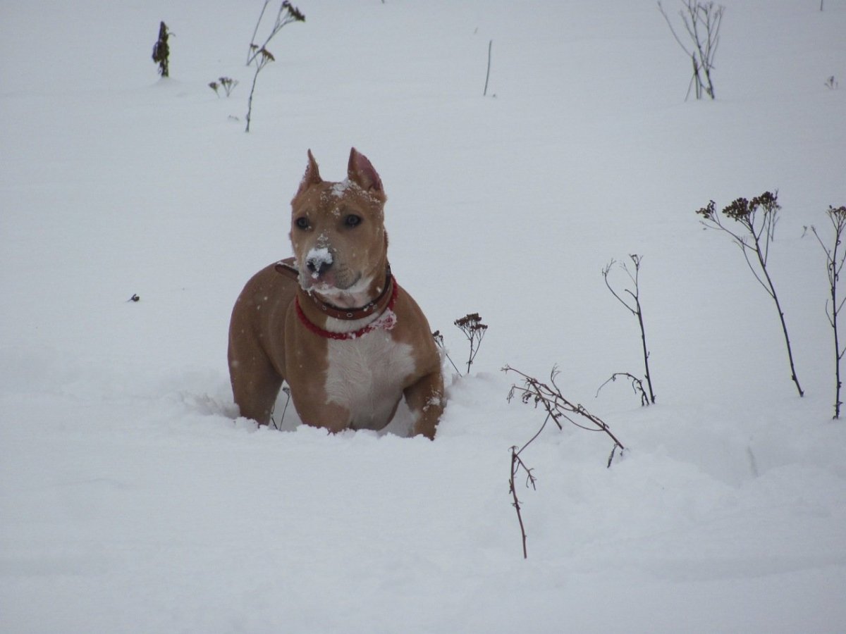 Метис бигля и стаффа