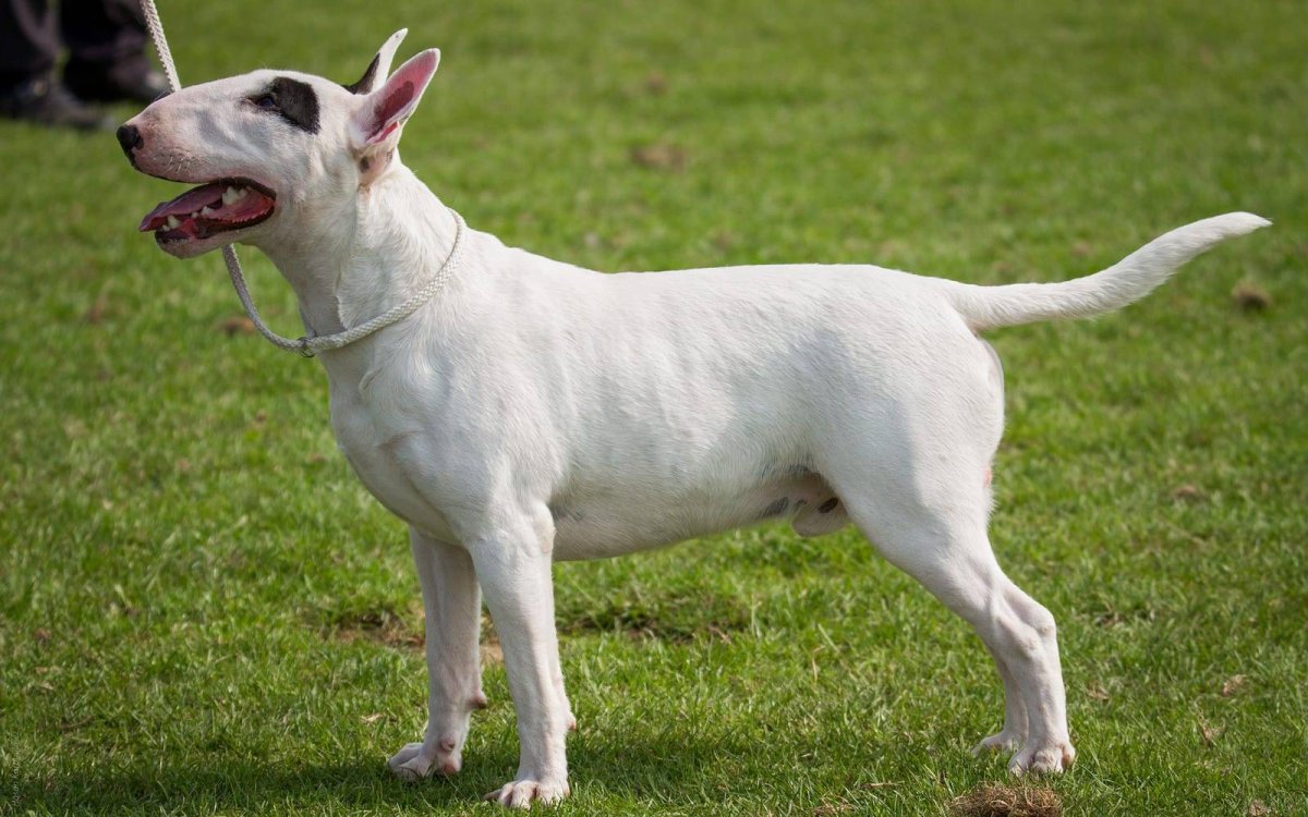 Бультерьер золотистый