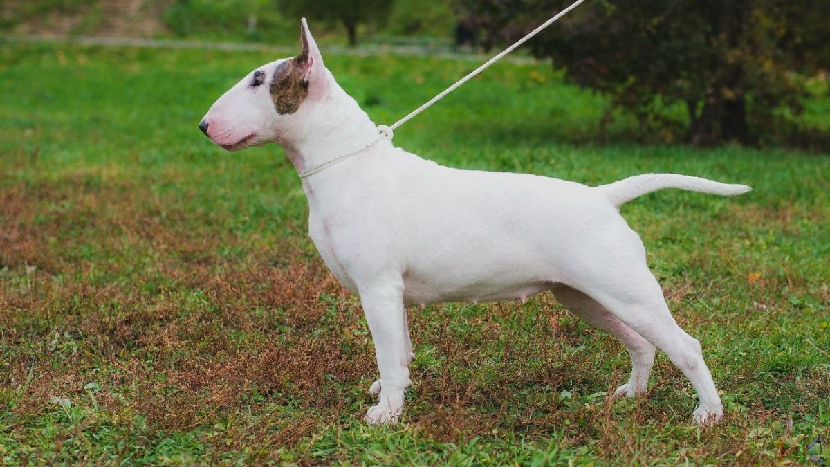 Порода бультерьер