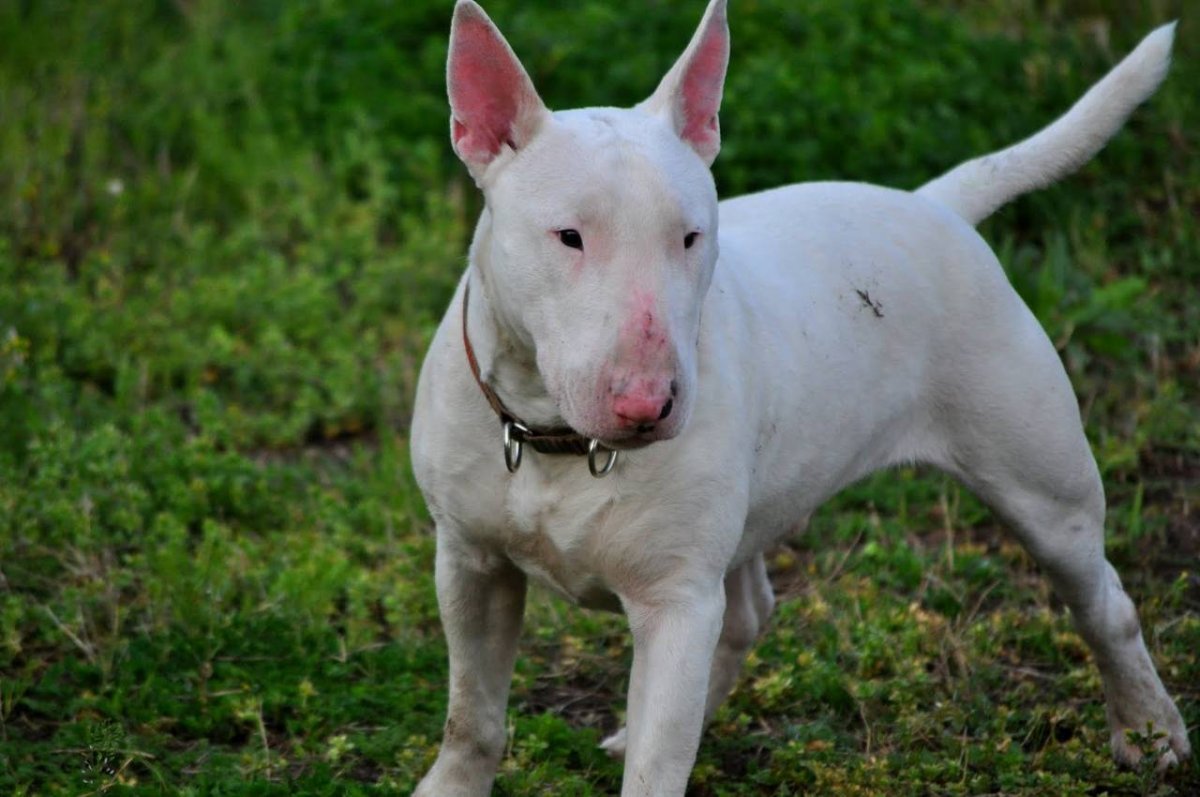 Мини бультерьер белый