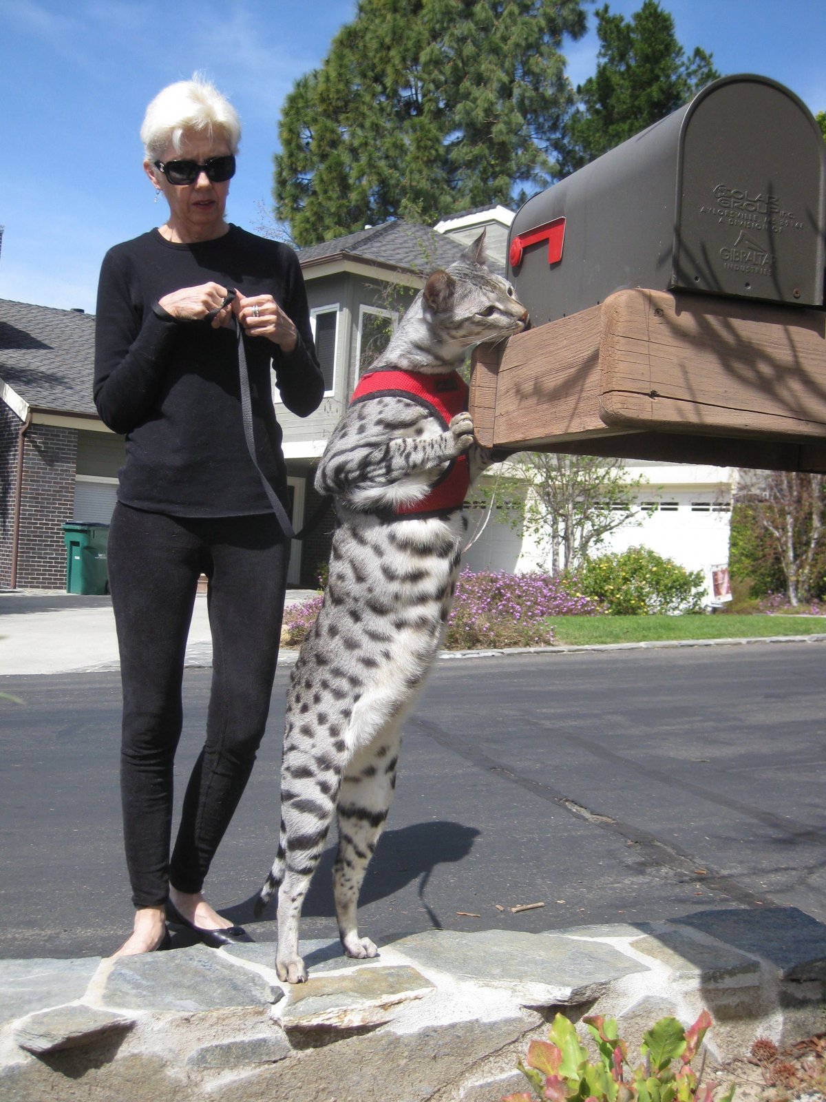 Оцелот, Саванна сервал Оцелот