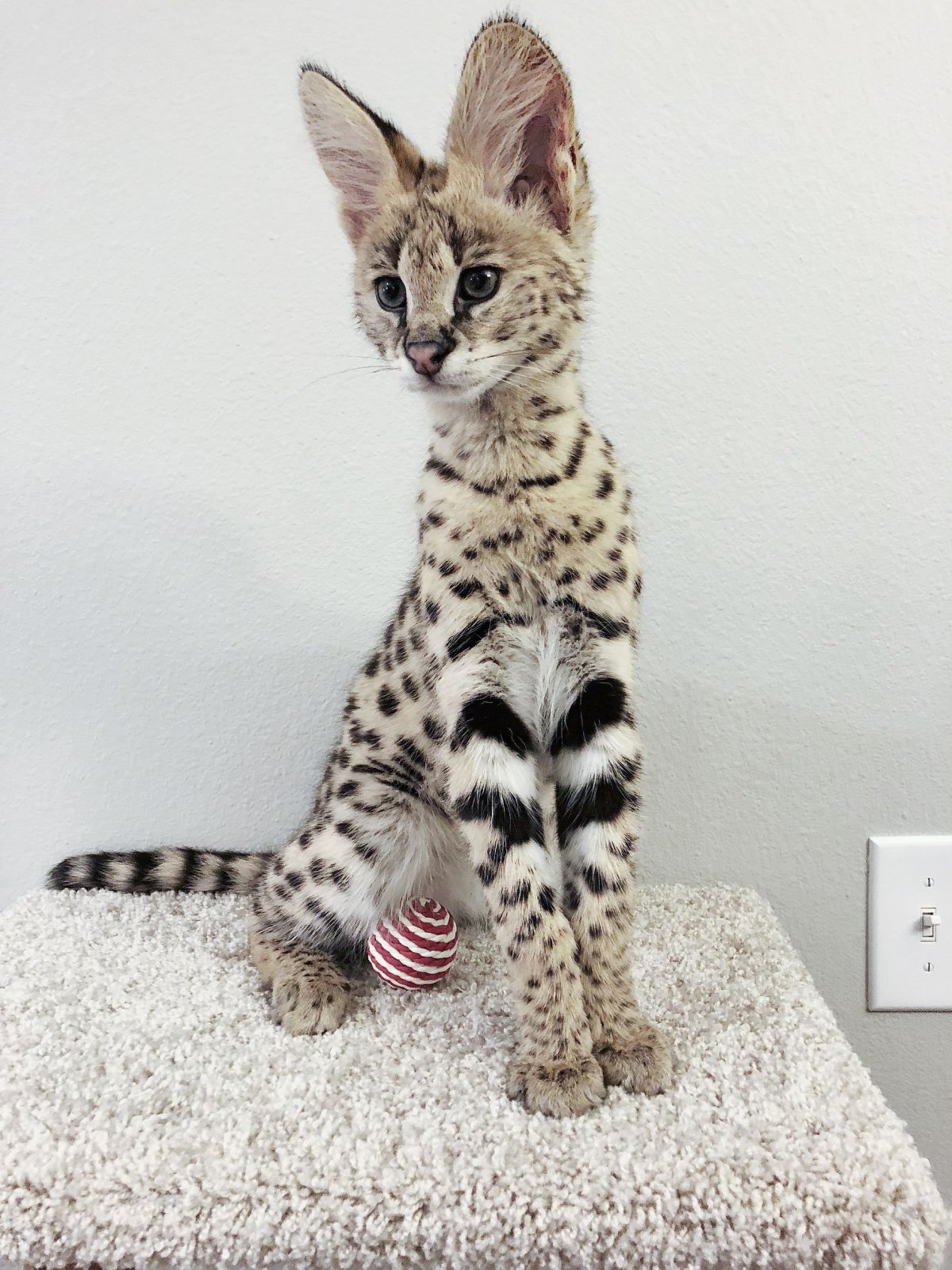 Саванна и Мейн кун