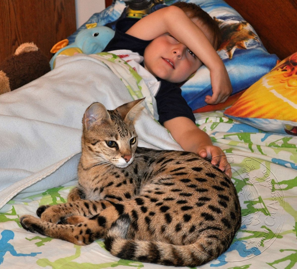 Экзотическая кошка видео.. Саванна