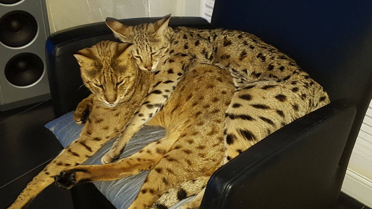 Кошка Ашера