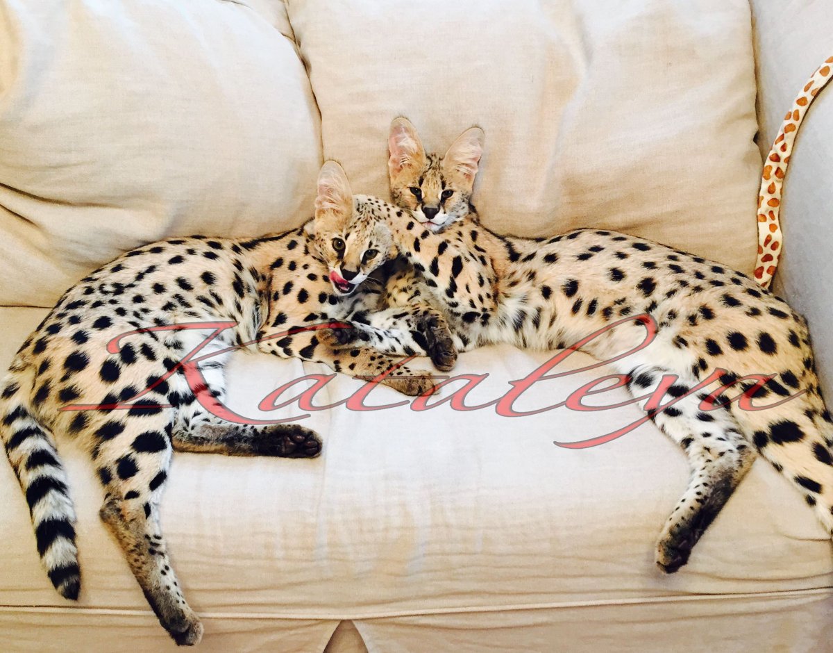 Мейн кун Ашера