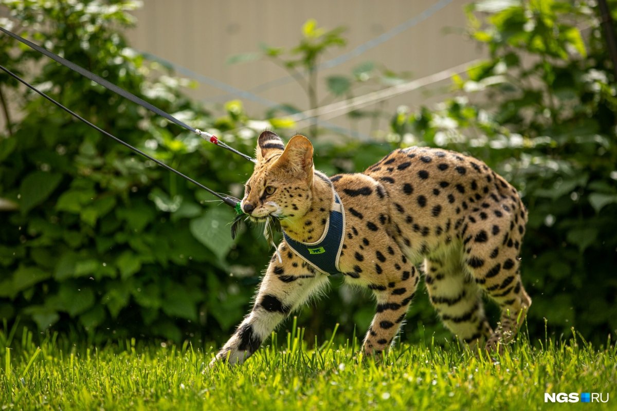 Саванна кошка