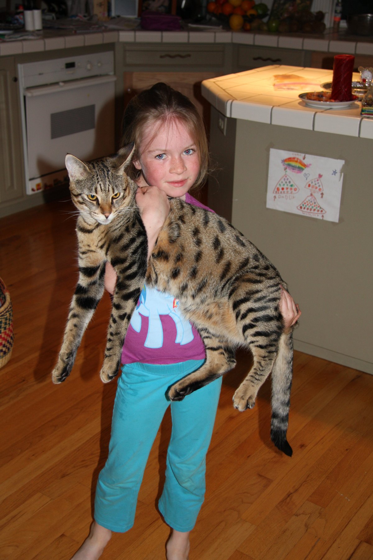 Африканская кошка сервал