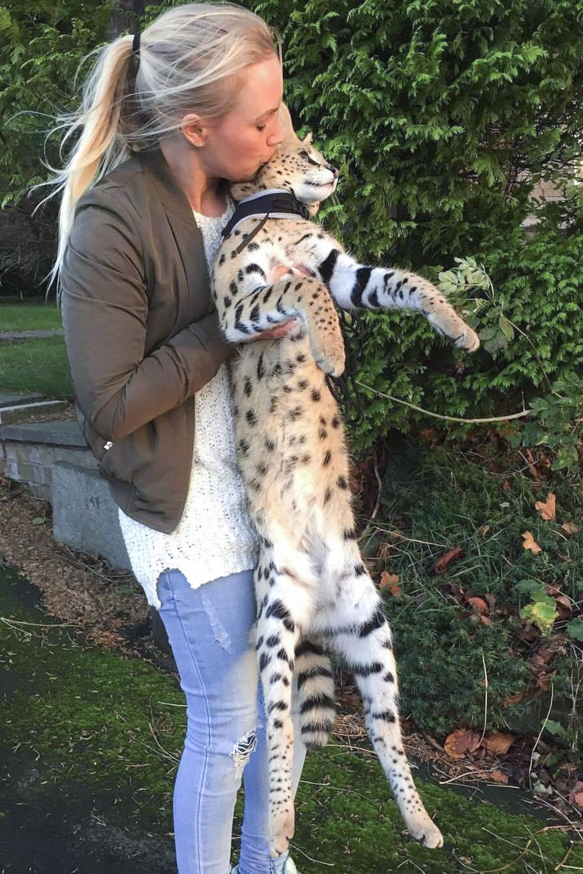 Кошка Ашера