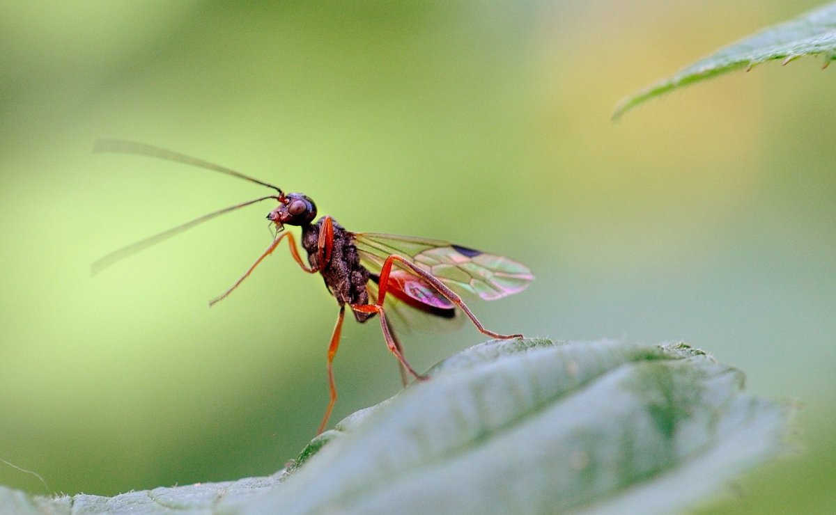 Myrmecia mandibularis