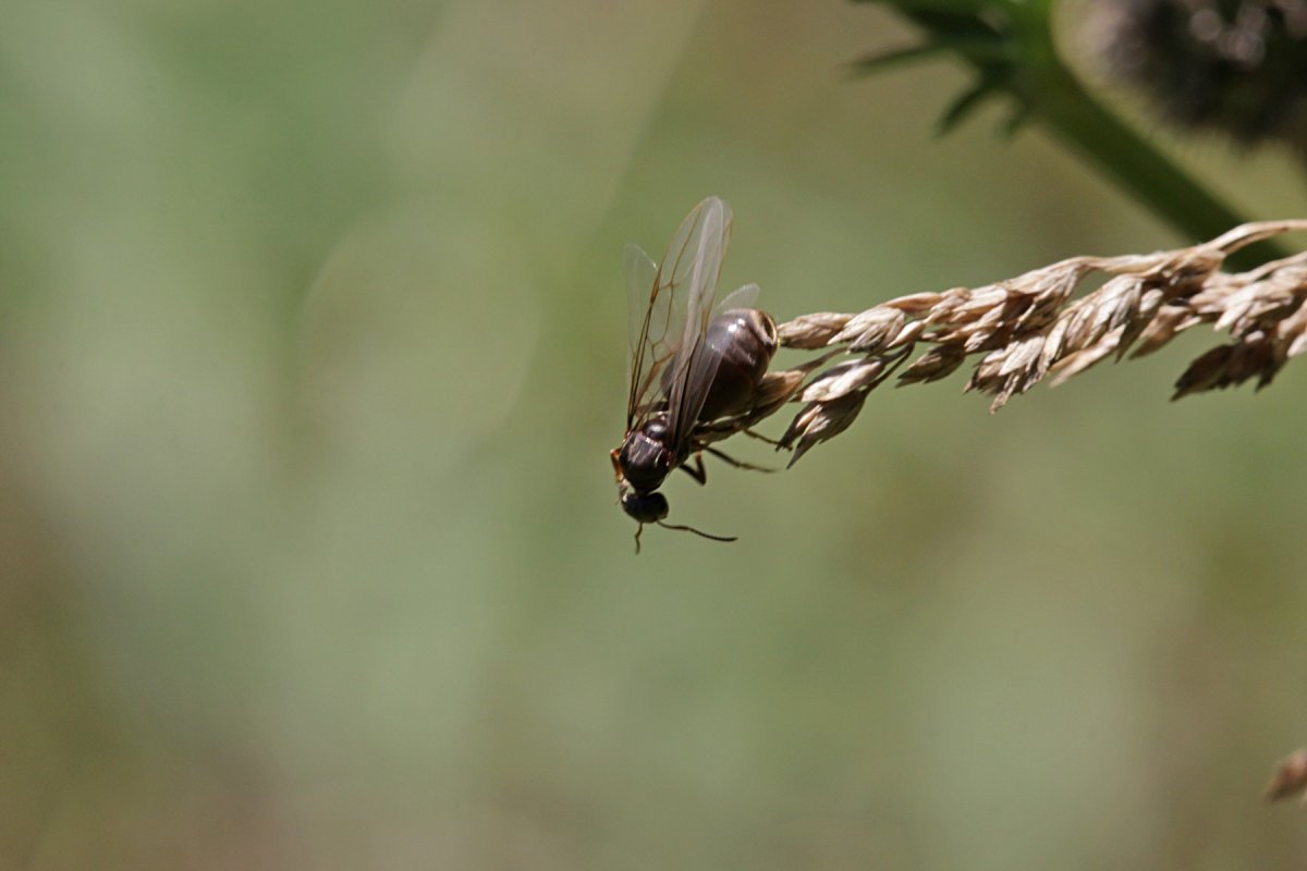 Насекомое с длинным хвостом