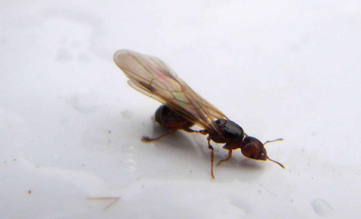 Насекомое с длинным жалом