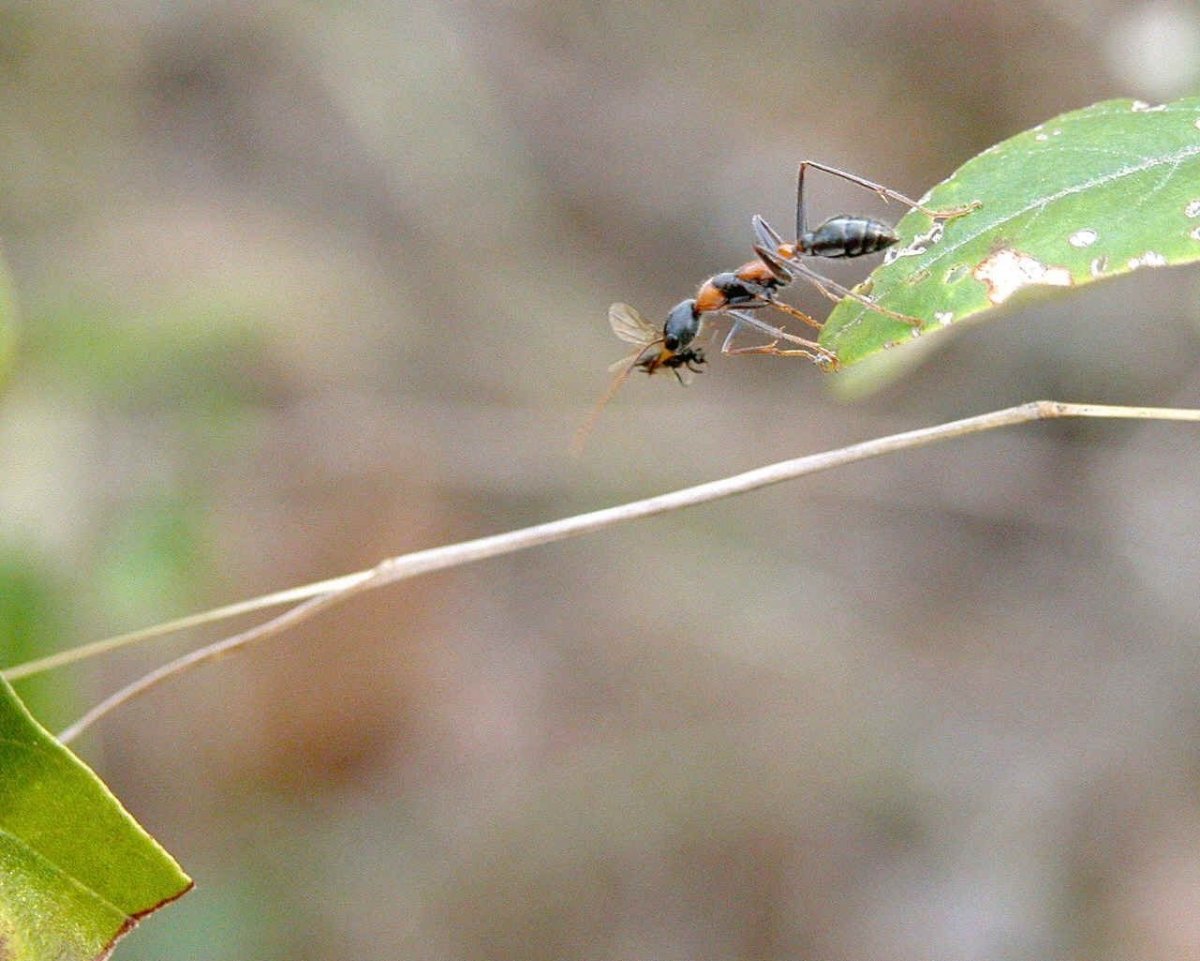 Летающее насекомое похожее на муравья