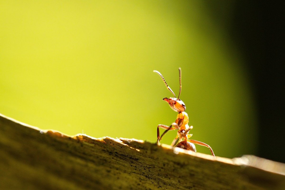 Летающий муравей с жалом ужалил