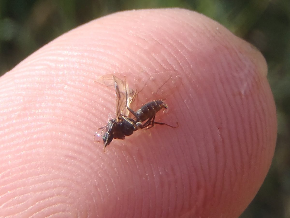 Муравей одонтомахус