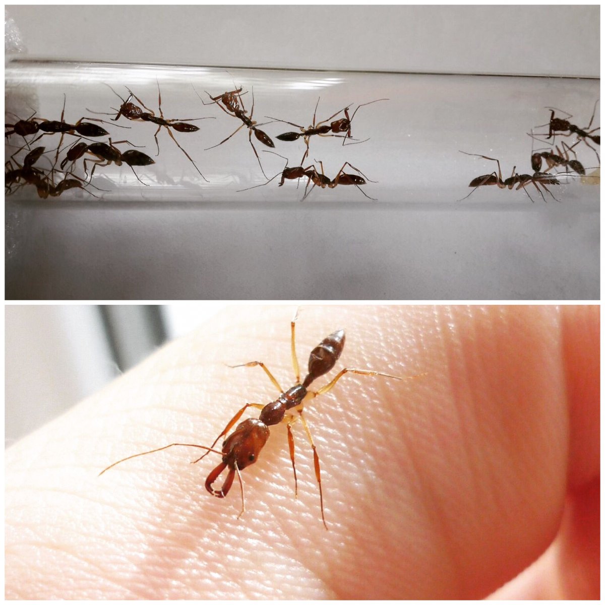 Летучие муравьи