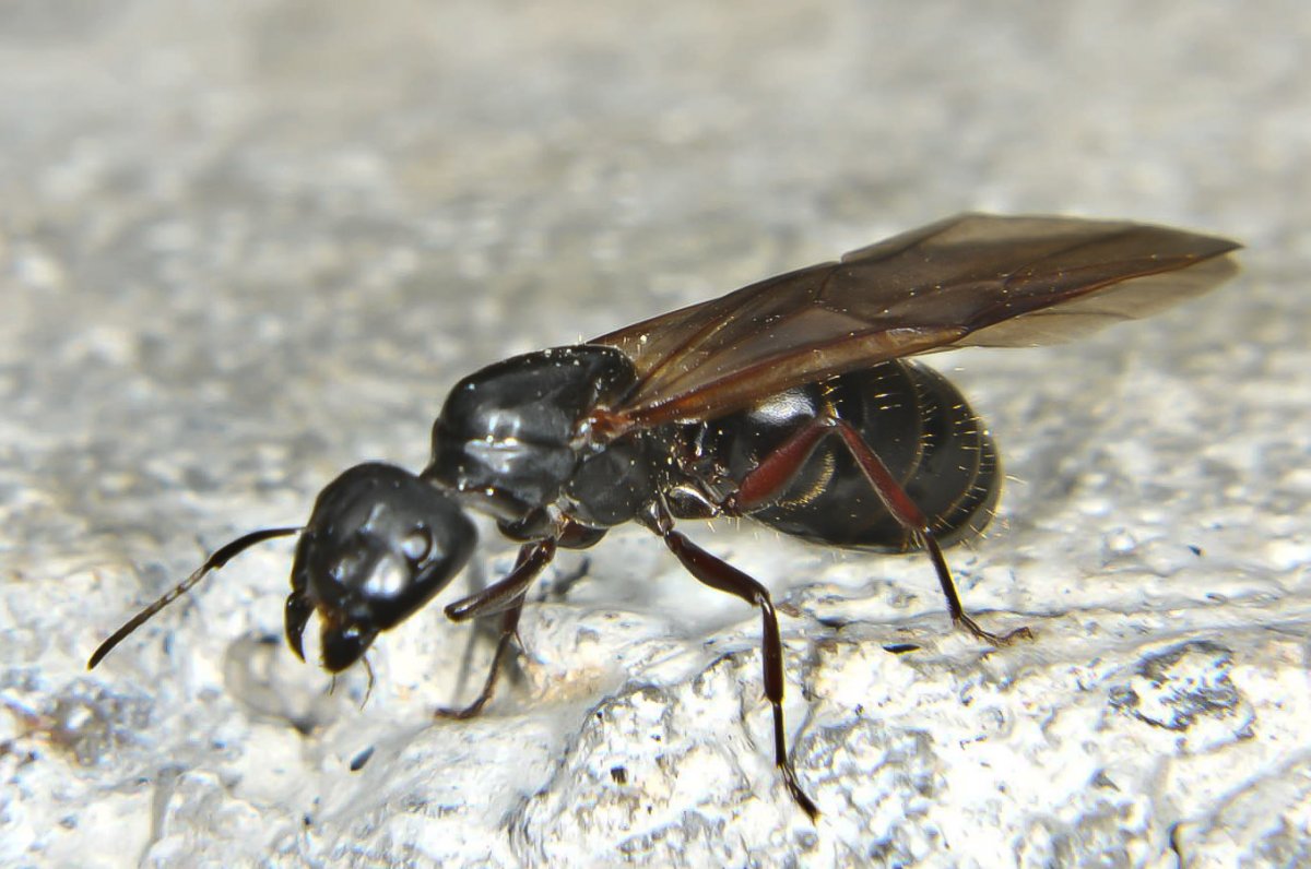 Лазиус флавус