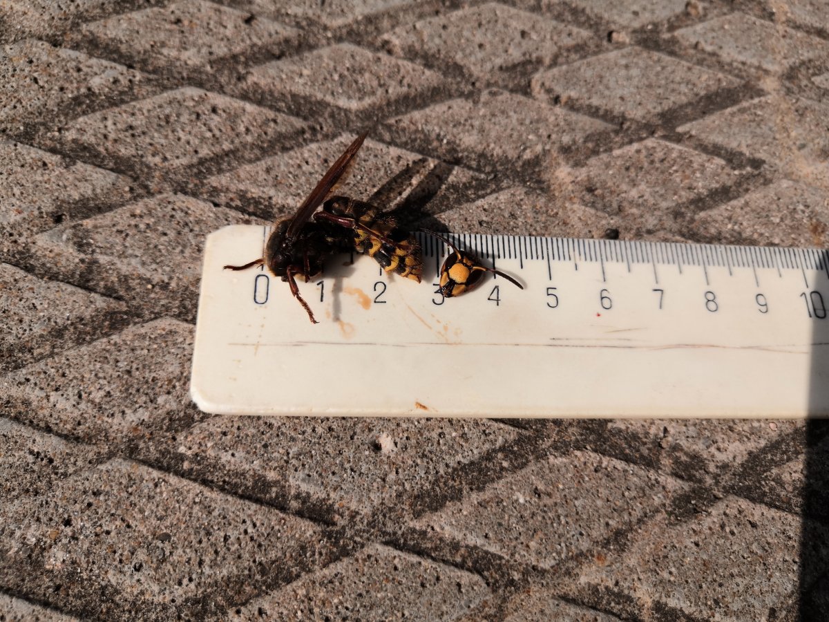 Матка муравьев с крыльями