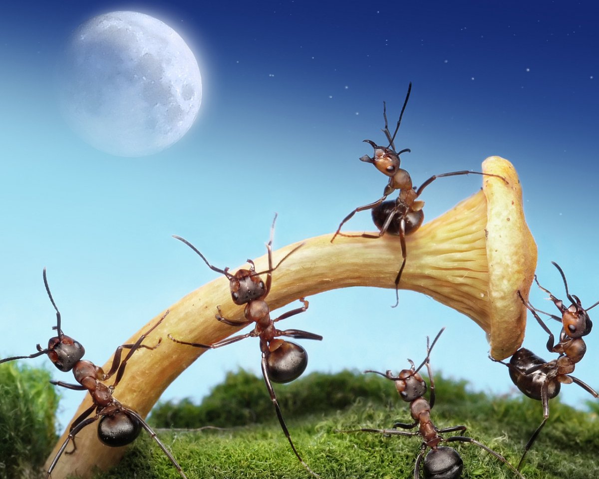 Летающий муравей с жалом