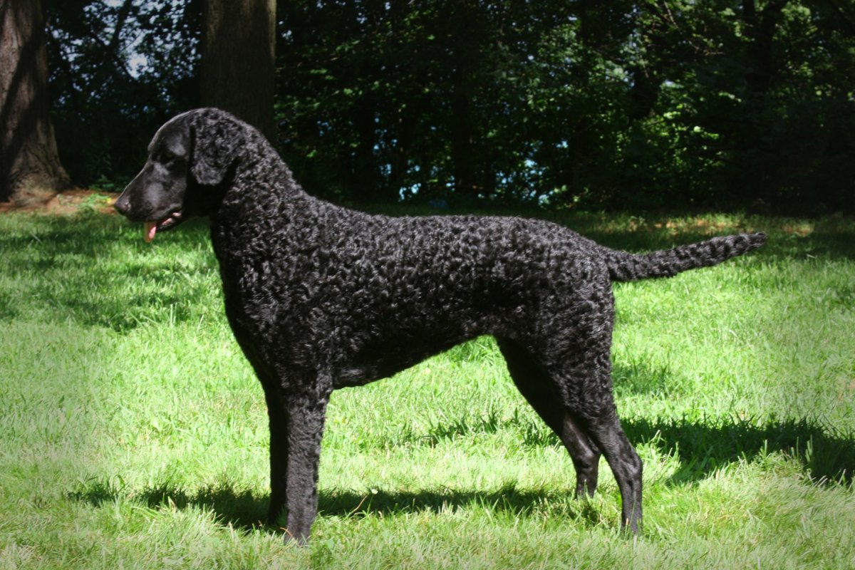 Керли ретривер