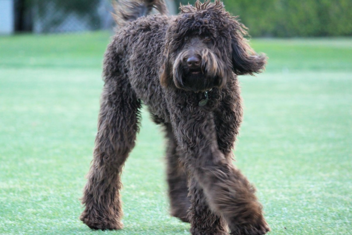 Собака каракуль