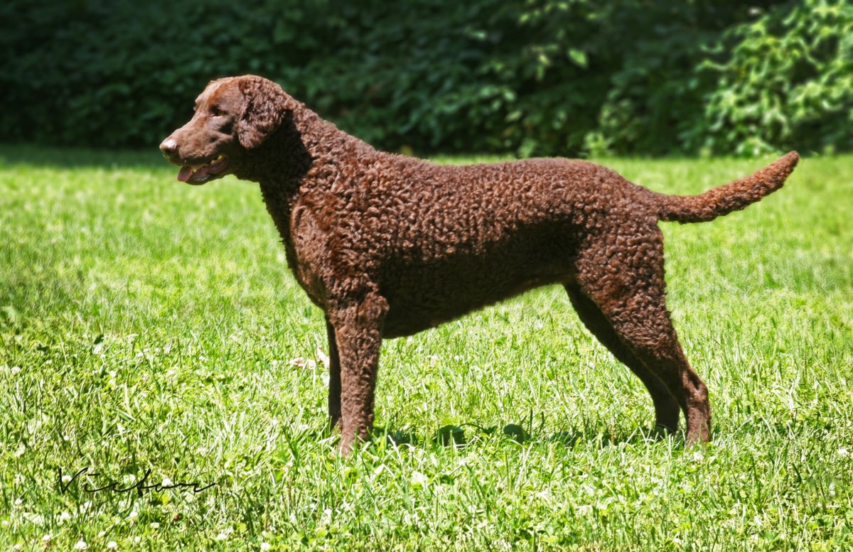 Курчавошерстный ретривер