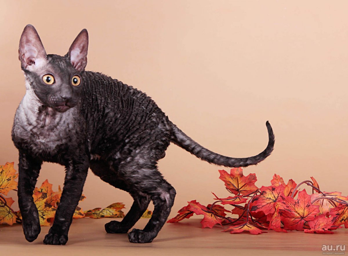 Грязная овца