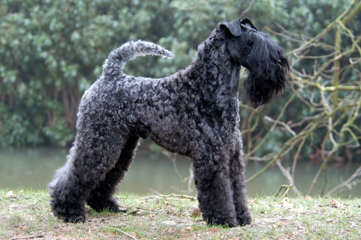 Керри Блю терьер стрижка