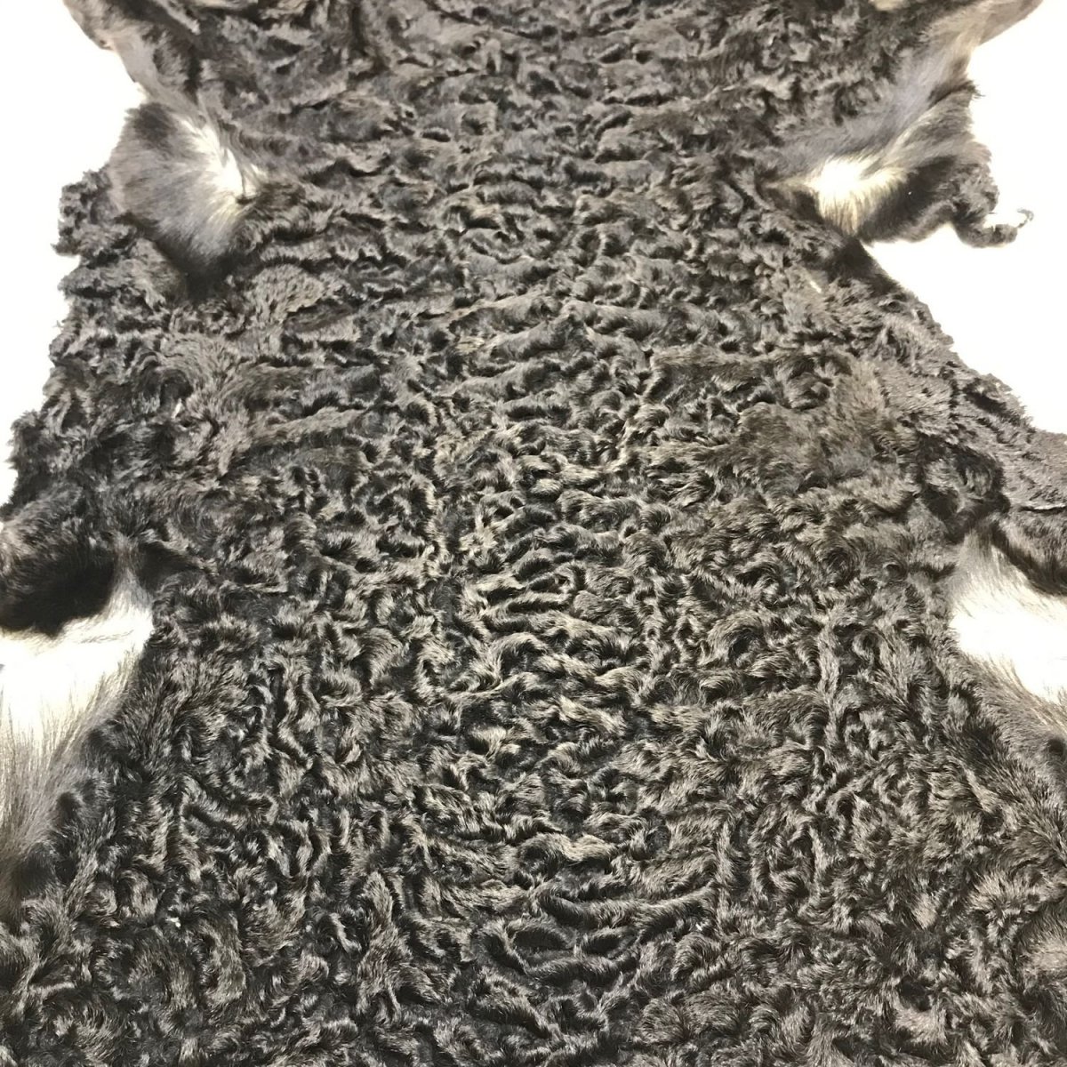 Терьер Эрдельтерьер Фокстерьер