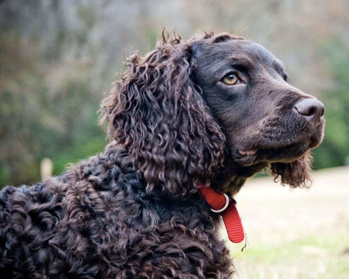 Водяной кокер спаниель