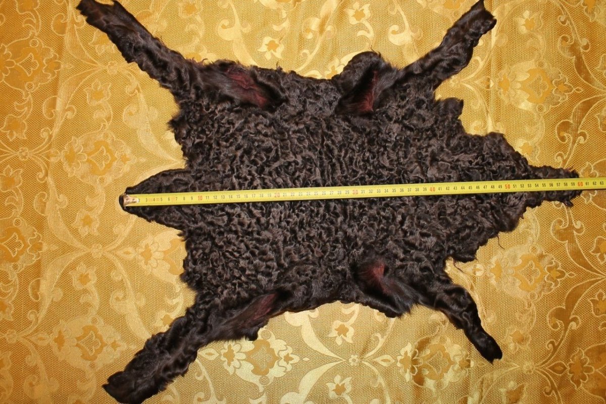 Мальтипу ред Браун