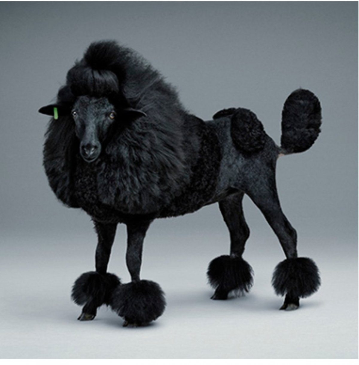 Керри Блю терьер охотничий