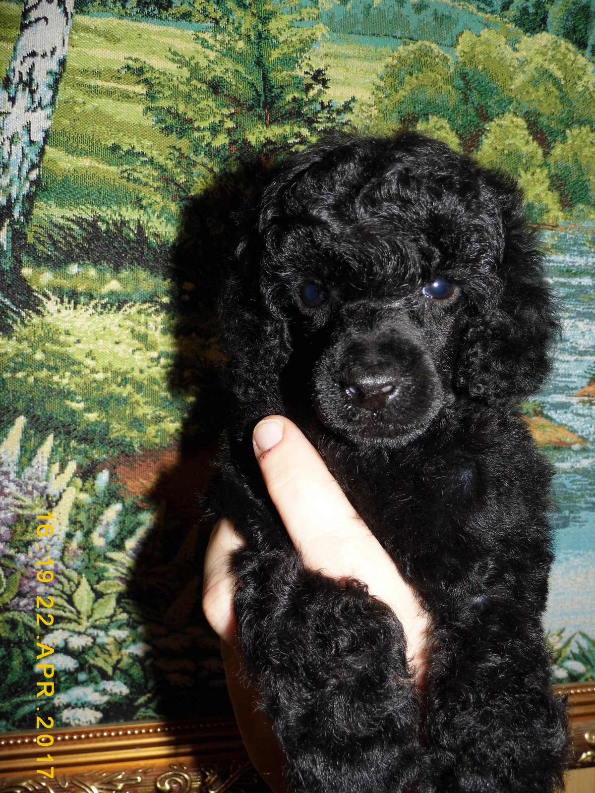 Карликовый пудель черный