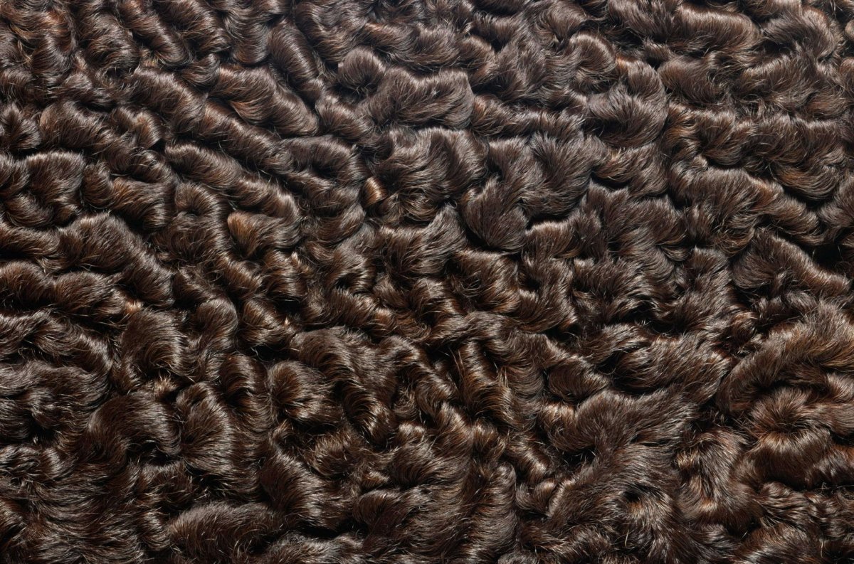 Мэнский лохтан черный