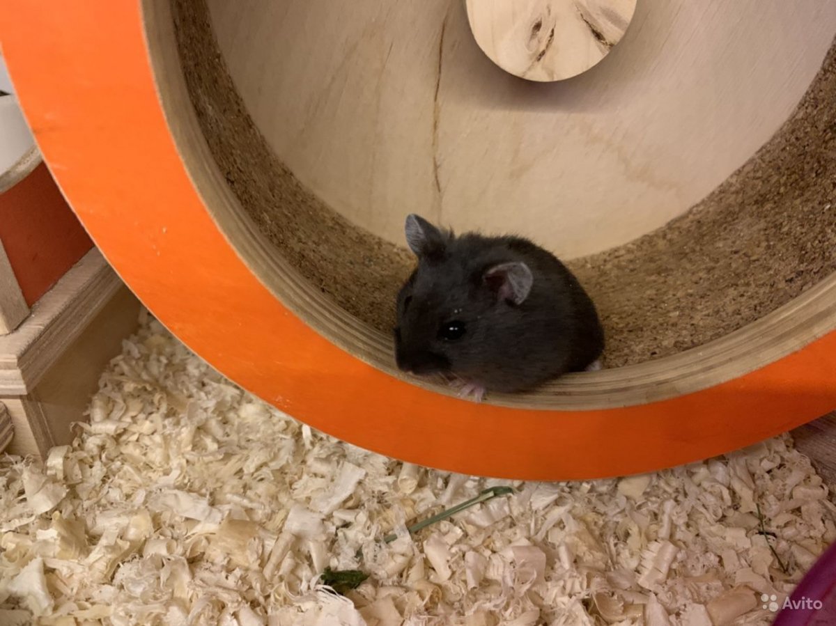 Нормальный вес хомячков Кэмпбелла