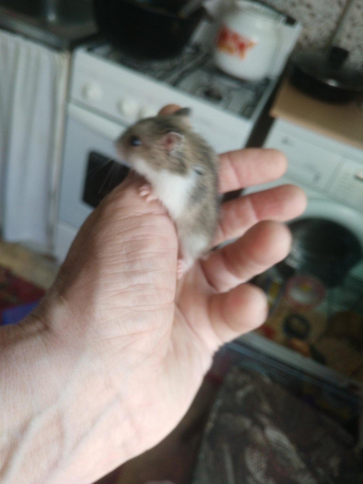 Джунгарский хомячок черный