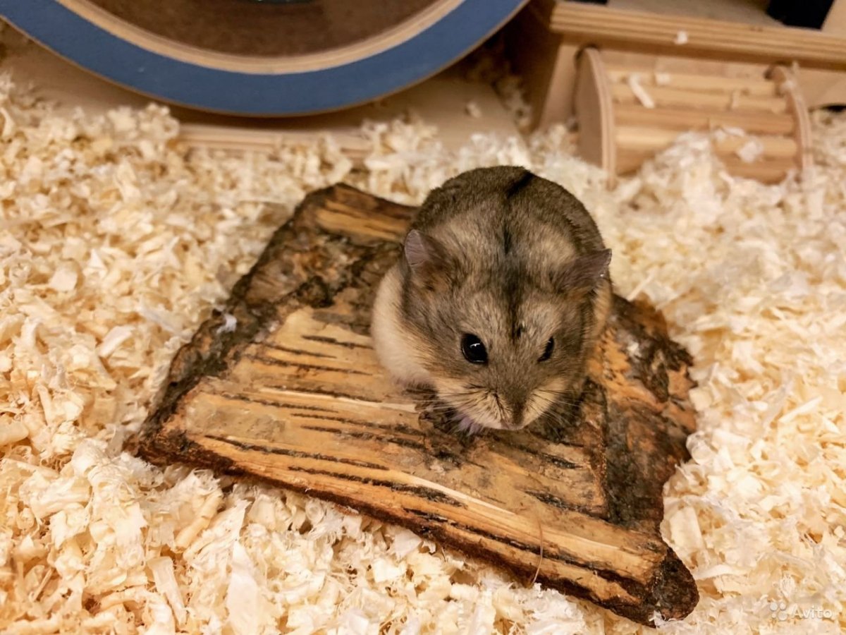 Хомяк Кэмпбелла