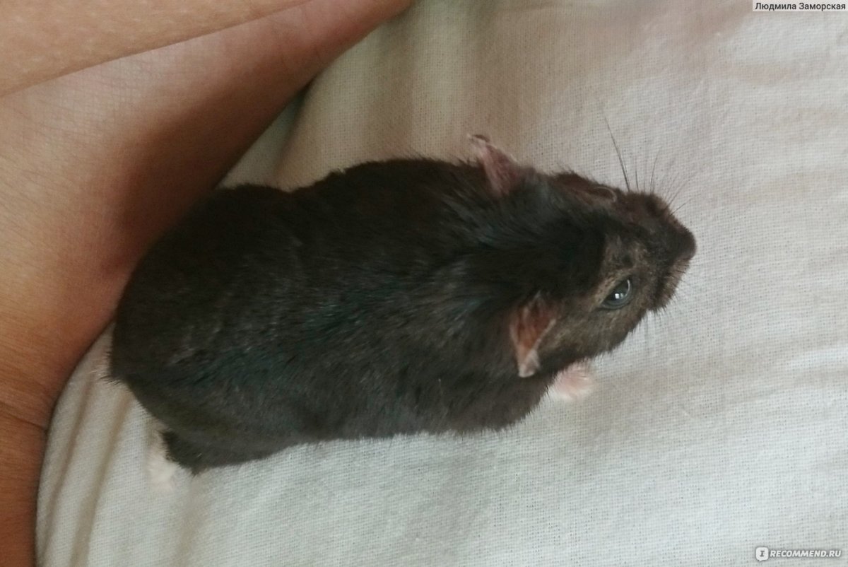 Хомячок Кэмпбелла чёрный