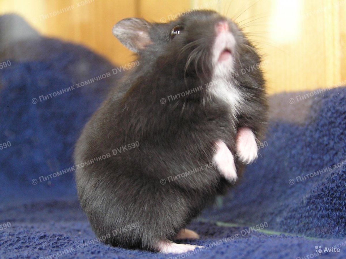 Хомяк Кэмпбелла чёрный с белой шеей