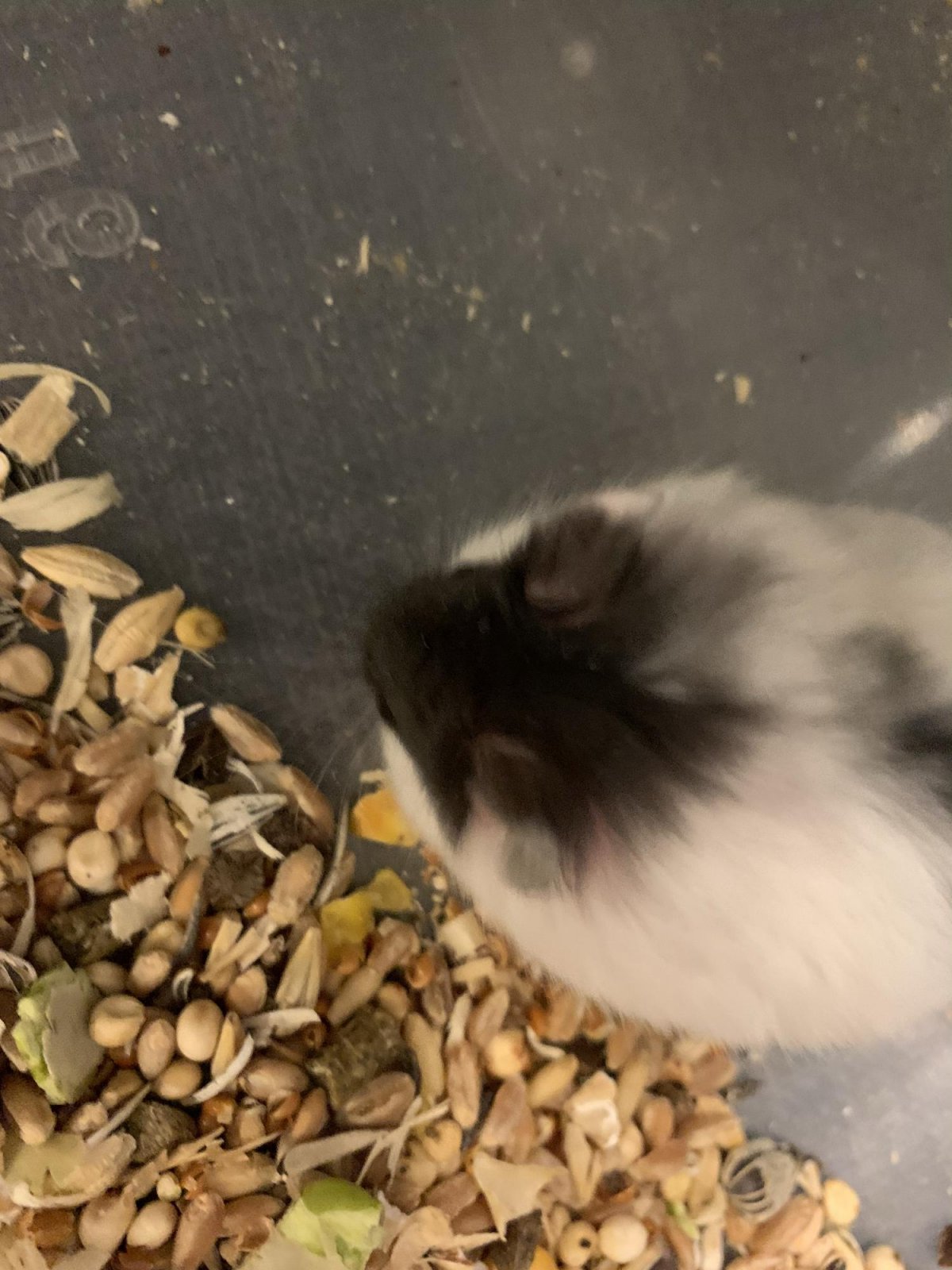 Хомяк Кэмпбелла рыжий