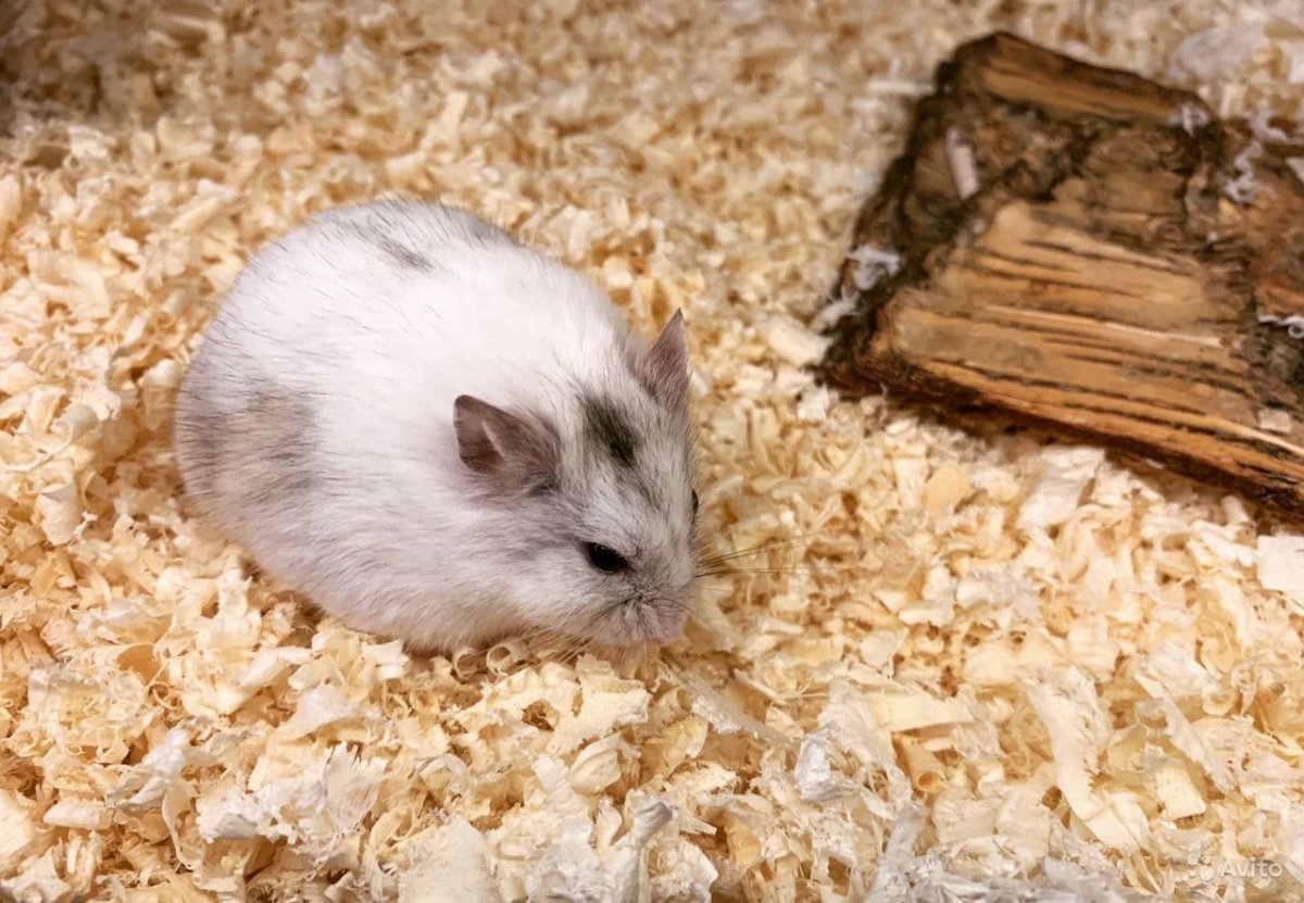 Хомяки Кэмпбелла и Роборовского