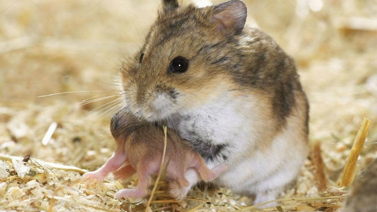 Хомяк Кэмпбелла