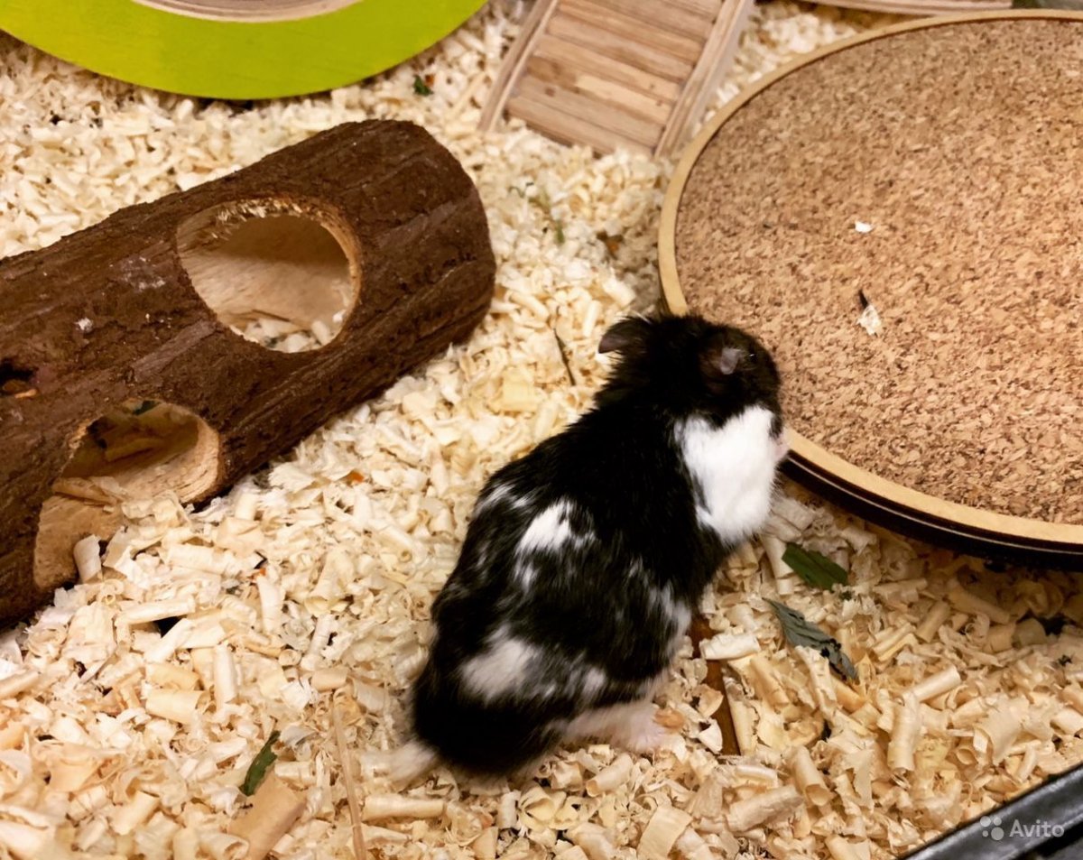 Хомяк с яблоком Художественные фото