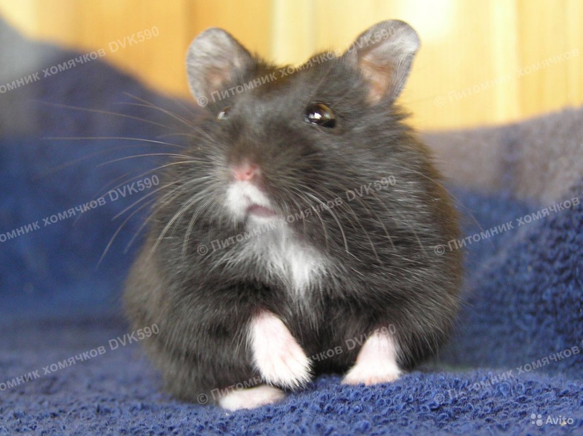 Хомяки породы Роборовского Кэмпбелла