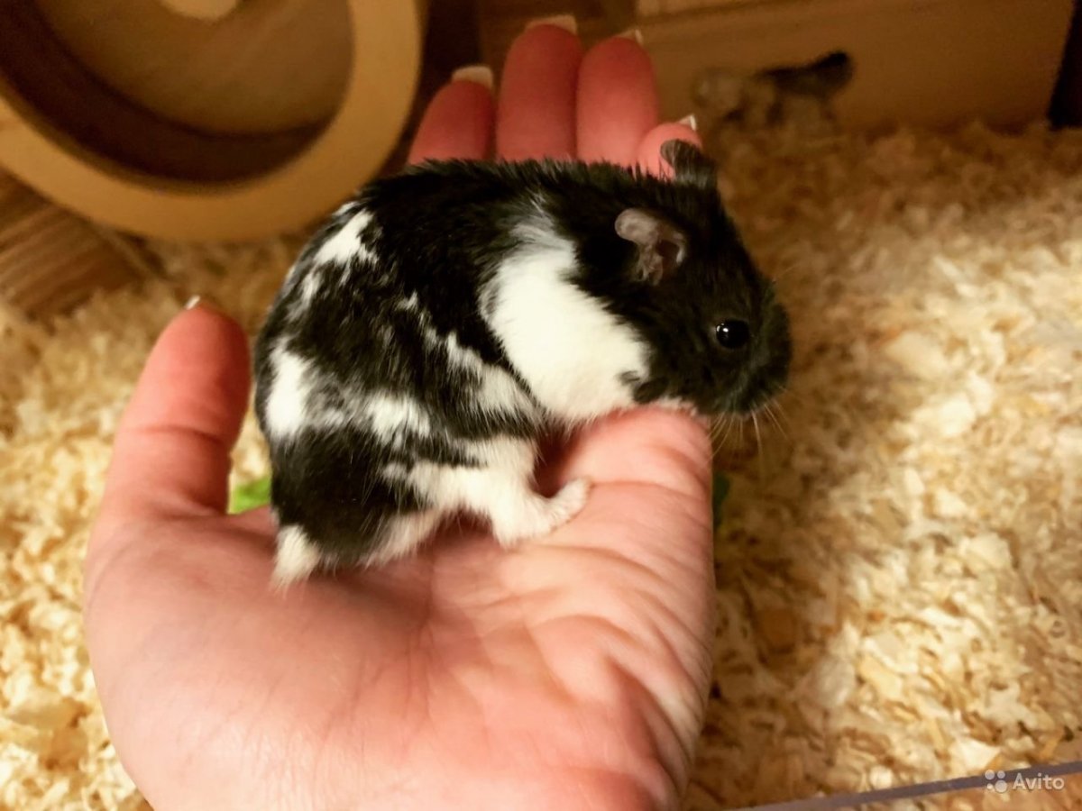 Джунгарский хомяк Размеры