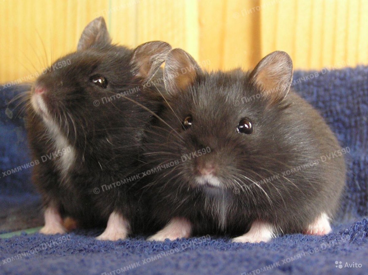 Хомяк порода Кэмпбелла белый