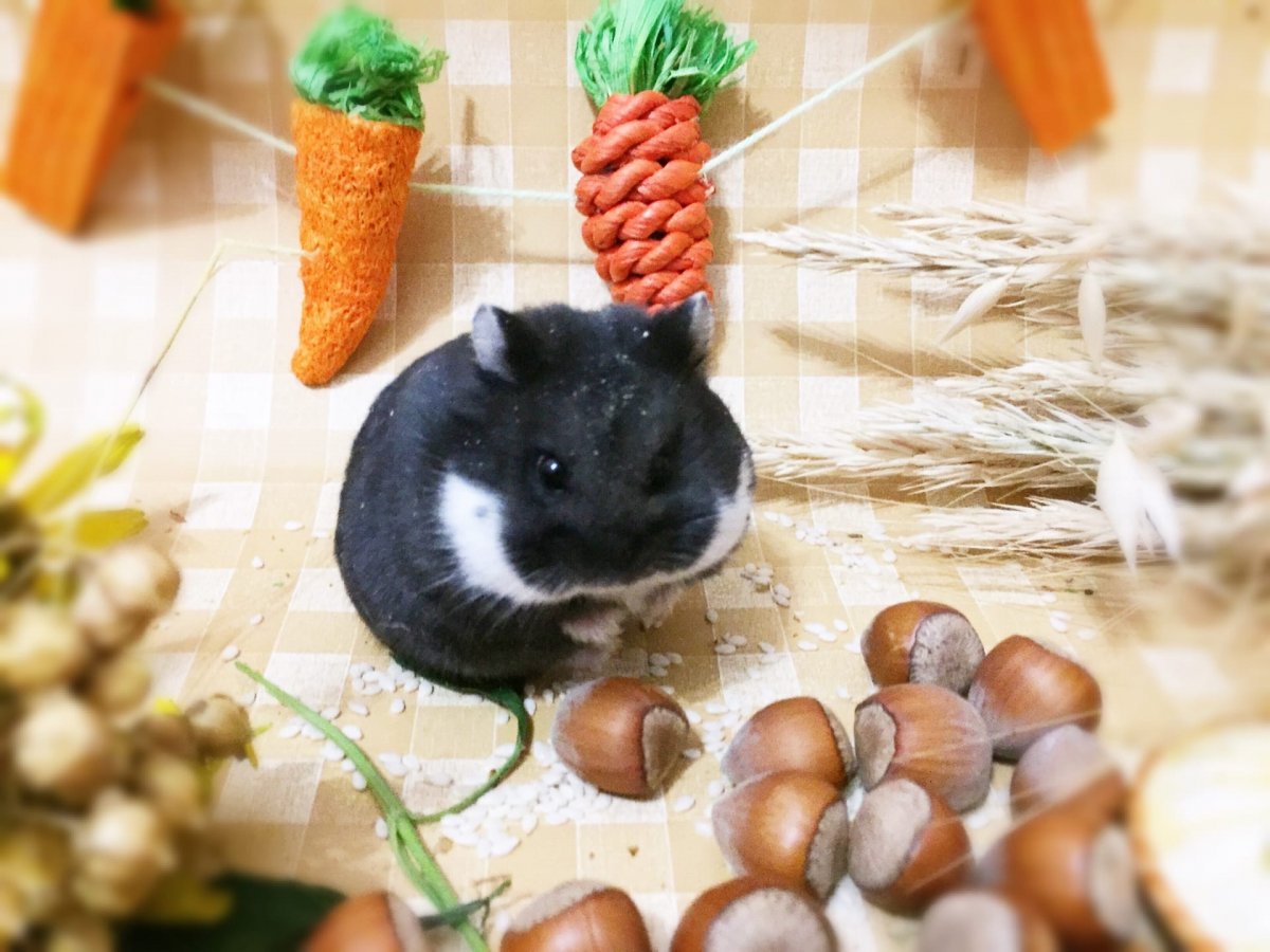 Хомяк черный длинным хвостом