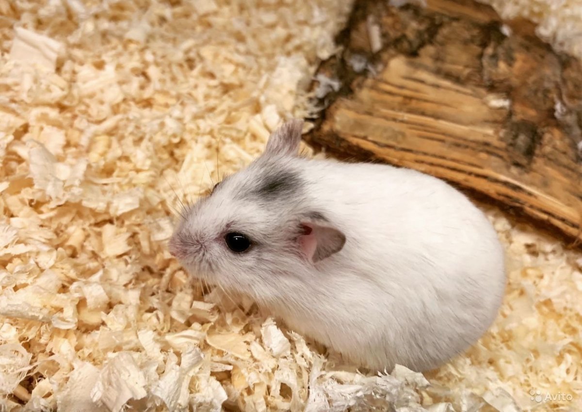 Хомячок Кэмпбелла на продажу